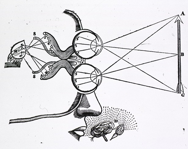 medical-diagram-descartes-vision-and-visual-perception